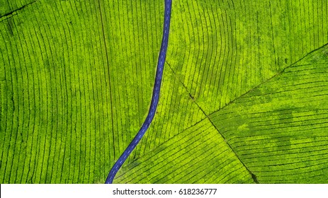 Aerial View Of Empty Highway On The Tea Plantation. Shot At Subang Highlands, Indonesia