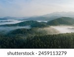 Aerial view of the evergreen coniferous forest in fog