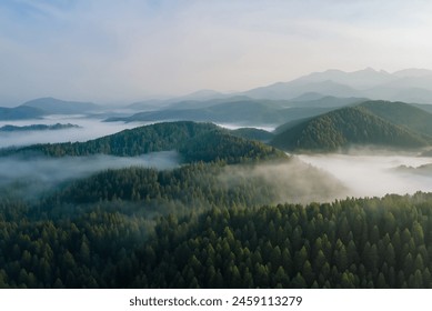 Aerial view of the evergreen coniferous forest in fog - Powered by Shutterstock