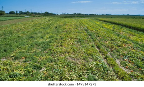 An Aerial View Of Farm Agriculture Pumpkin Plants In Rows On A Summer Day As Seen By A Drone