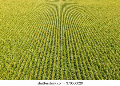 Aerial View Of A Farm Field With Rows Of Corn Plants