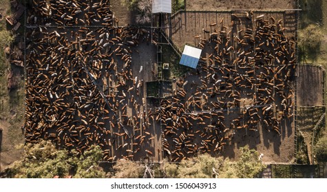 Aerial view of a farm with a stable full of cows, the cattle are waiting to be vaccinated.