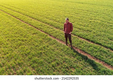 Aerial View Of Farmer Standing In Wheat Crop Seedling Field, Looking Over Plantation, Drone Pov