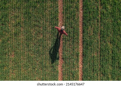 Aerial View Of Farmer Standing In Wheat Crop Seedling Field, Looking Over Plantation, Top View Drone Pov