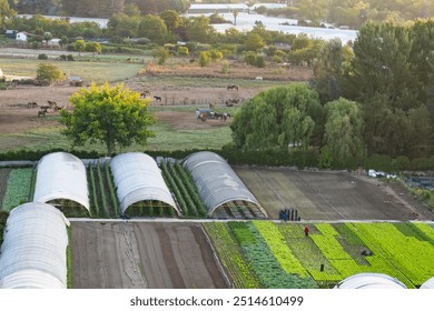 aerial view farmers harvest vegetables in greenhouses and in the open air on a large farm with horses in the middle of nature. - Powered by Shutterstock