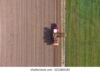 Aerial view of farmers harvesting potato crop from an autumn farm - Powered by Shutterstock