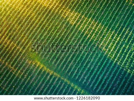 Aerial view of farmland and rows of crops. Taken from the air, looking down on a green field in summer
