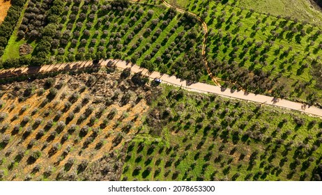 Aerial View Farmland Trees Rows On Stock Photo 2078653300 | Shutterstock