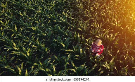 Aerial View Of Female Farmer With Digital Tablet Computer In Cultivated Agricultural Maize Crop Corn Field, Drone Pov