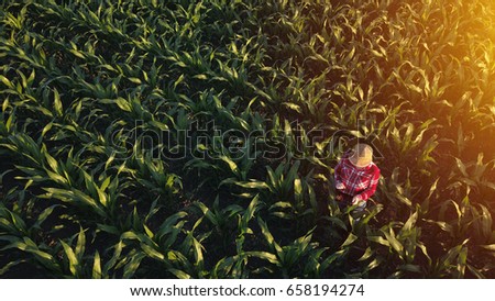 Aerial view of female farmer with digital tablet computer in cultivated agricultural maize crop corn field, drone pov
