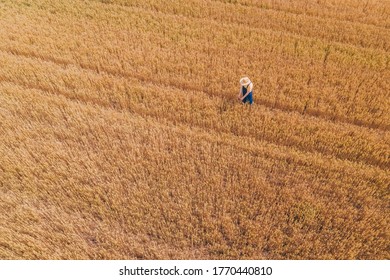 Aerial View Of Female Farmer Working In Ripe Barley Crop Field, High Angle View From Drone Pov