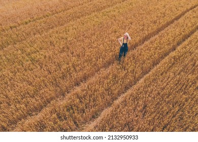 Aerial View Of Female Farmer Working In Ripe Barley Crop Field, High Angle View From Drone Pov