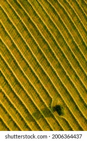 Aerial View Of A Field With A Single Tree And Freshly Cut Grass Prepared For Hay Production. Beauty And Patterns Of A Cultivated Farmland In Slovakia From Above.