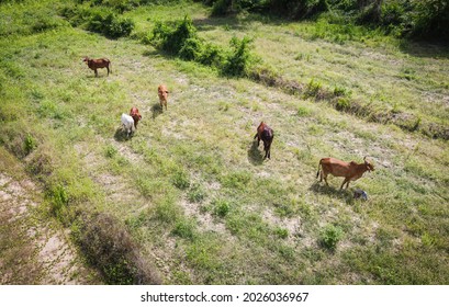 Aerial View Fields And Cow Nature Farm Background, Top View Field From Above With Herd Of Cows Grazing Grass Agricultural Parcels Of Different Crops In Green, Birds Eye  View Countryside Asian