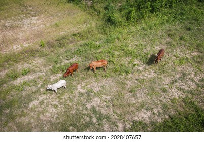 Aerial View Fields And Cow Nature Farm Background, Top View Field From Above With Herd Of Cows Grazing Grass Agricultural Parcels Of Different Crops In Green, Birds Eye  View Countryside Asian