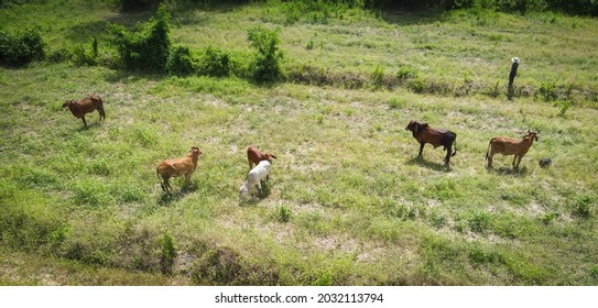 Aerial View Fields And Cow Nature Farm Background, Top View Field From Above With Herd Of Cows Grazing Grass Agricultural Parcels Of Different Crops In Green, Birds Eye  View Countryside Asian