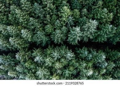 An aerial view of a fir forest in the Morvan regional nature park