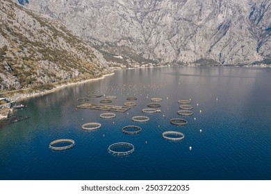 Aerial View of Fish Farm in Tranquil Bay. Drone shot of circular fish pens in a calm bay, with mountains and coastal town in the background. Clear blue water and bright daylight - Powered by Shutterstock