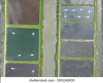 Aerial View Of A Fishery And Prawn Farm In Santubong Area Of Sarawak, Malaysia