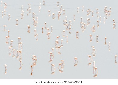 An Aerial View Of Flamboyance Of Flamingos In The Soda Lake