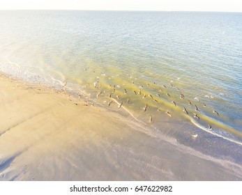 Aerial View Flock Of Gulls On A Sandy Beach. Flying Seagulls Over The Shore Of Galveston Beach With Calm Wave, Foam And Blue Sky During Sunset In Texas, America. Natural Background.