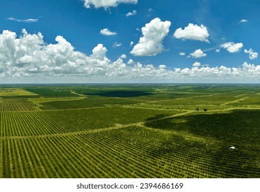 Aerial view of Florida farmlands with rows of orange grove trees growing on a sunny day - Powered by Shutterstock