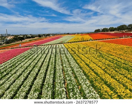 Aerial view of flower fields.