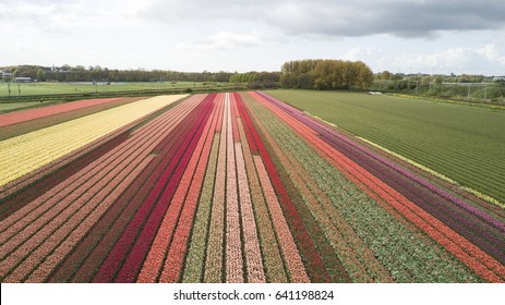 116,616 Flower fields holland Images, Stock Photos & Vectors | Shutterstock