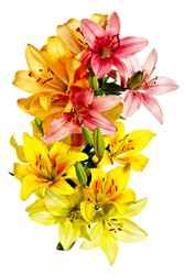 Aerial View Of Flowers. Variegated Lilies On A White Background