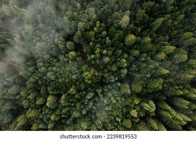 Aerial view of fog over dark pine forest trees. Top down drone view. 