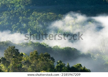 Aerial view of fog touching sunlight covered tree area inside tropical rainforest at sunrise.