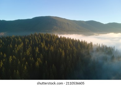 Aerial View Of Foggy Evening Over Dark Pine Forest Trees At Bright Sunset. Amazingl Scenery Of Wild Mountain Woodland At Dusk