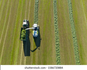 Aerial View Of Forage Harvester Cutting Grass Silage Crop In Field And Filling Tractor Trailer