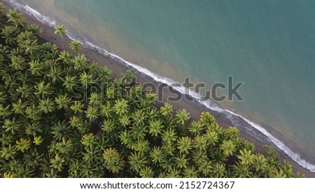 An aerial view of fores green trees on the coastline sea beach on a sunny day