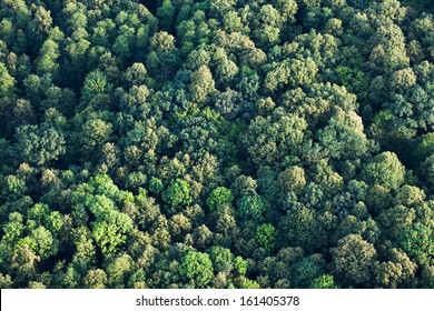 Aerial View Of  Forest