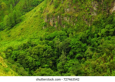Aerial view of the forest