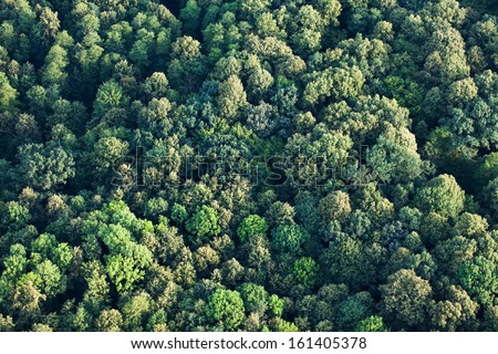 aerial view of  forest