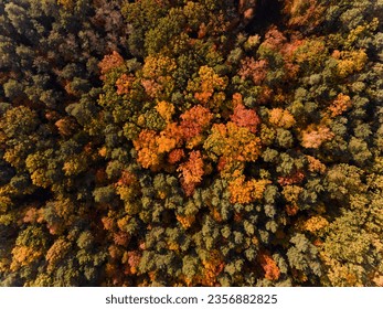 aerial view of forest with beautiful autumn colors of nature drone view 
Autumn yellow forest and green trees in rural, Drone photo Aerial top view. - Powered by Shutterstock