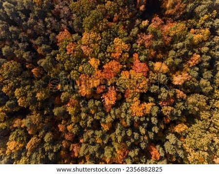 aerial view of forest with beautiful autumn colors of nature drone view 
Autumn yellow forest and green trees in rural, Drone photo Aerial top view.