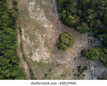 Aerial View Of Forest Clearing