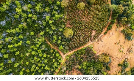Aerial view of a forest of coffee fields with surrounding forests.
