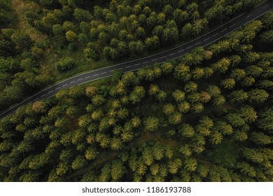 Aerial View A Forest And A Country Road