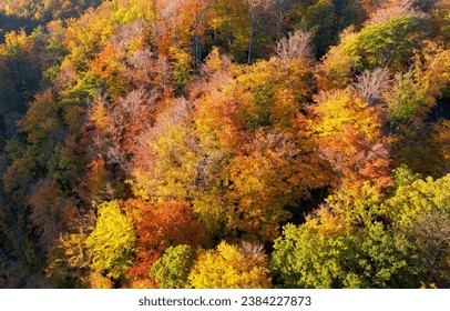 An aerial view of a forest during the fall season, displaying the vibrant autumn colors. - Shutterstock ID 2384227873