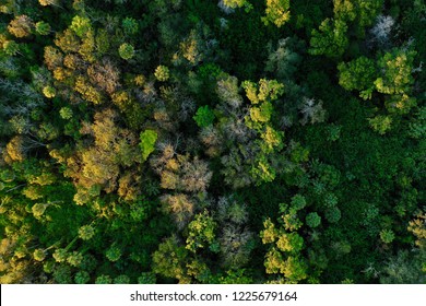 Aerial view of a forest in Florida with the canopy of trees vividly illuminated