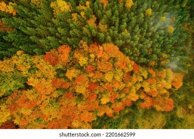 Aerial View Of Forest In Foliage Season. Natural Green, Orange And Yellow Background. Photo From The Drone.