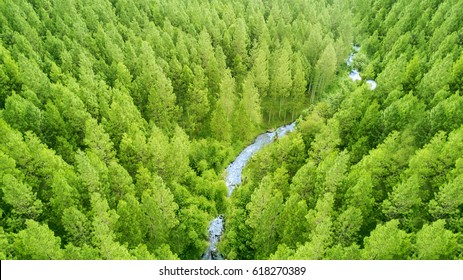 Aerial View Of Forest Of Green Pine Trees On Mountainside With A Little River