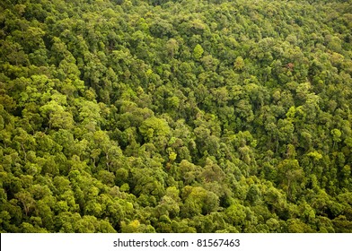 Aerial View Of The Forest / Jungle Canopy