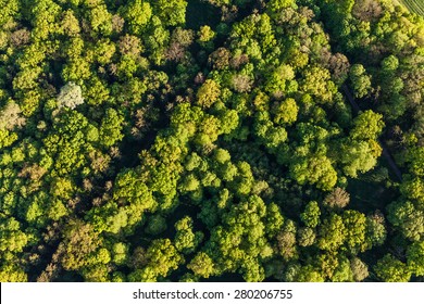 Aerial View Of Forest In Poland