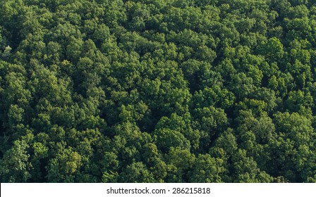 Aerial View Of The Forest In Poland