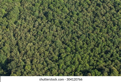 Aerial View Of The Forest In Poland